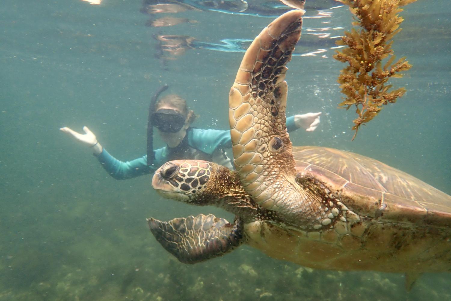 一名<a href='http://dgxa.4dian8.com'>全球十大赌钱排行app</a>学生在Galápagos群岛游学途中与一只巨龟游泳.